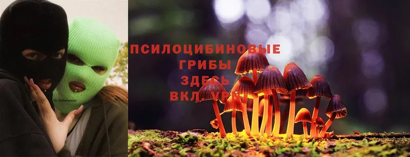 Псилоцибиновые грибы Psilocybe Тында